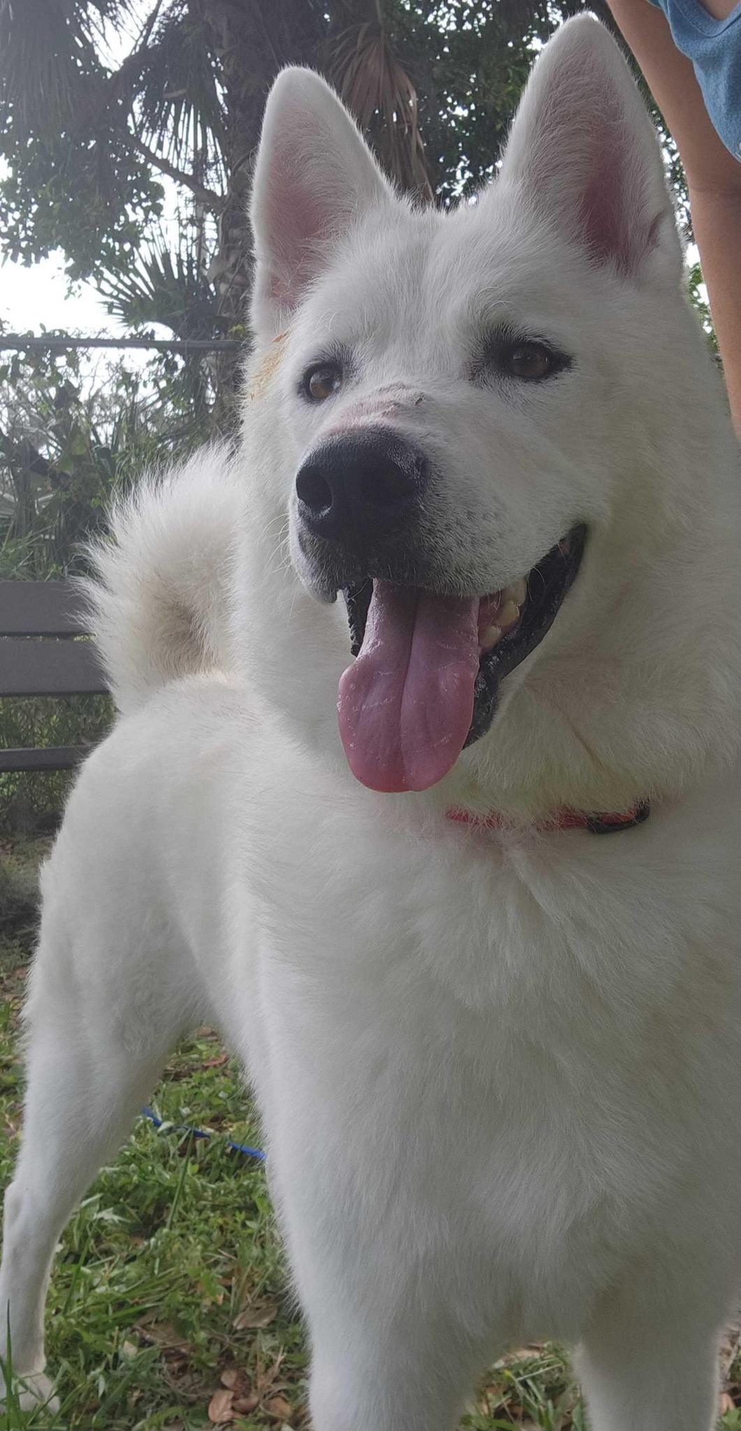 Archer, a Adoptable mixed breed in New Smyrna Beach, FL image 2/4