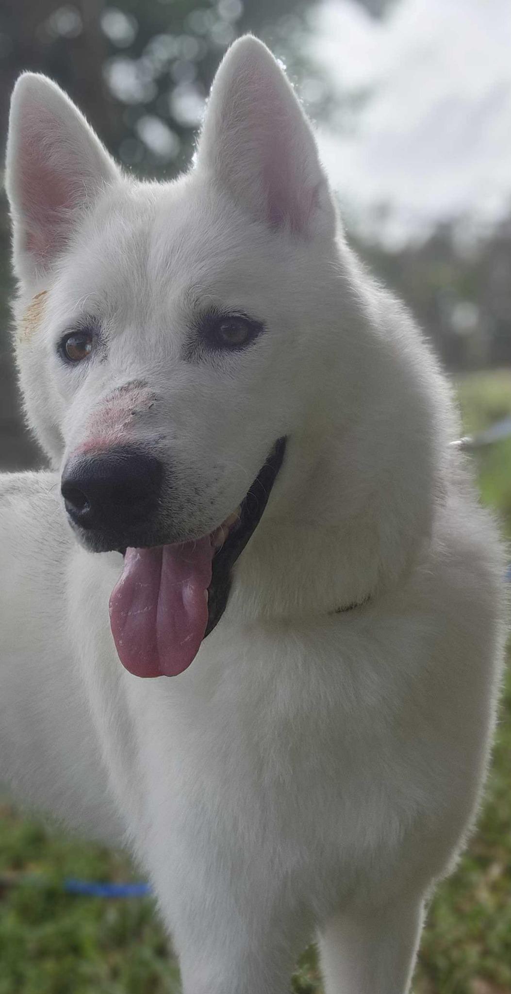 Archer, Young Male Husky