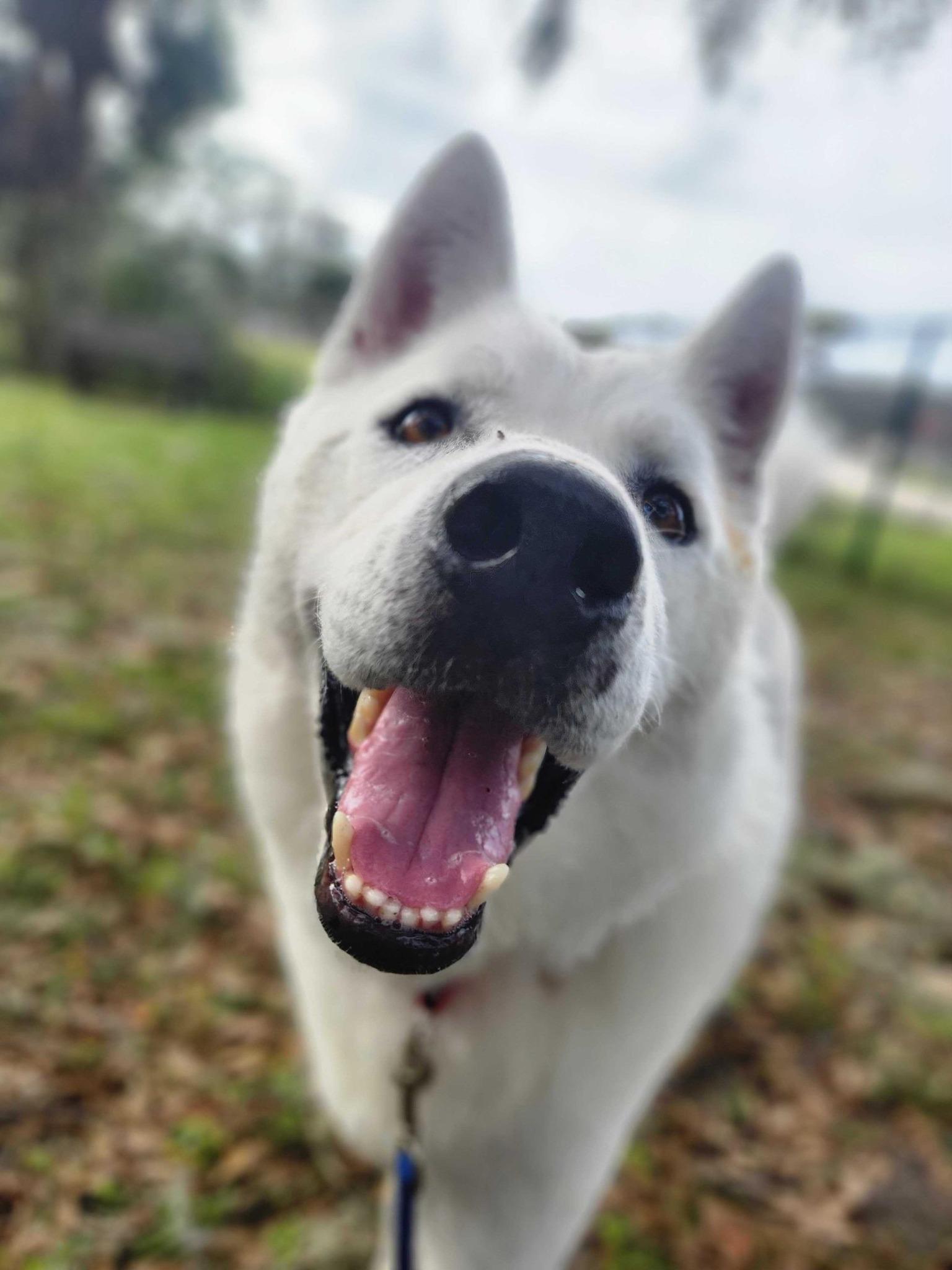 Archer, a Adoptable mixed breed in New Smyrna Beach, FL image 4/4