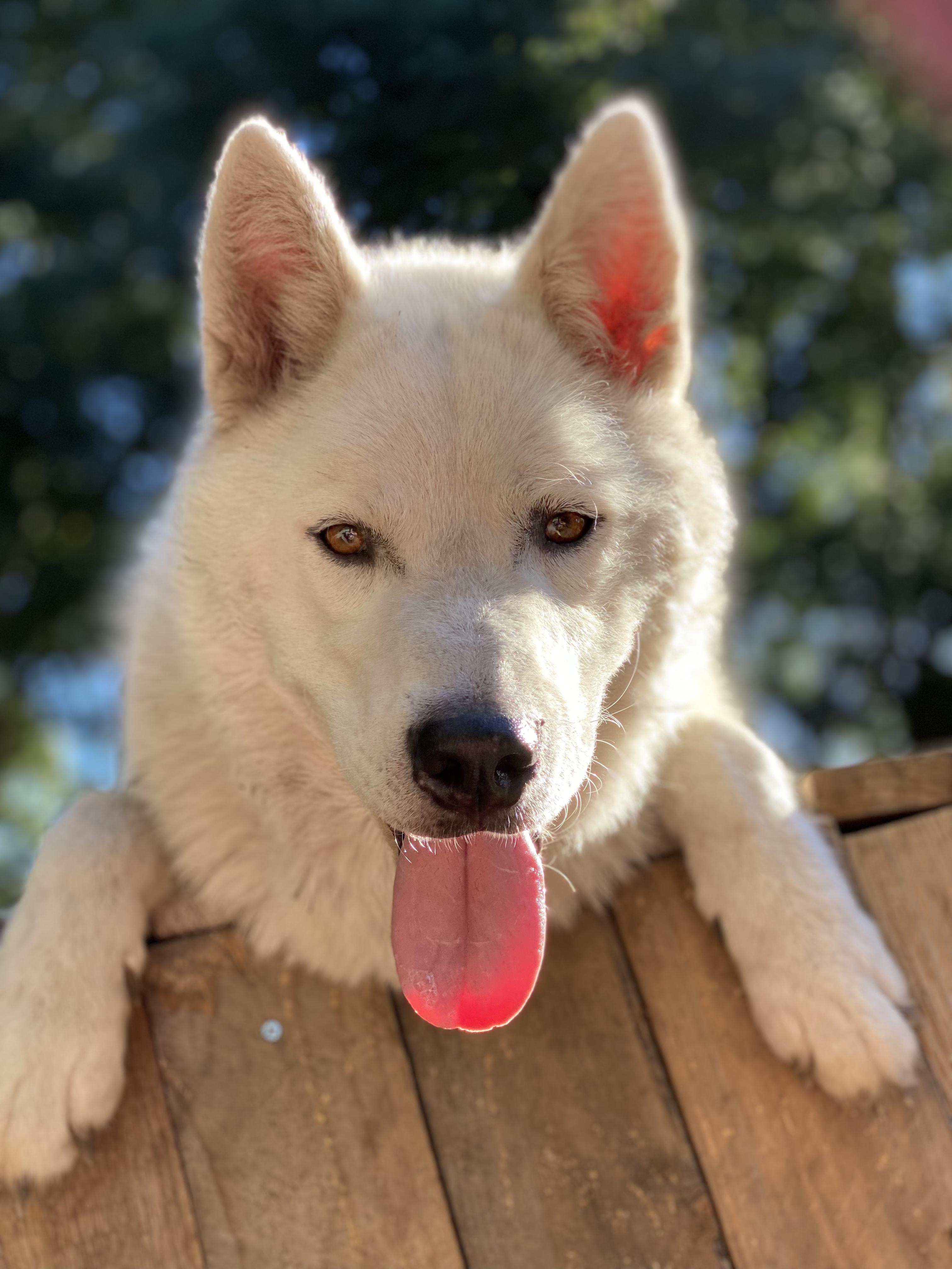 Archer, Adoptable, Young Male Husky.