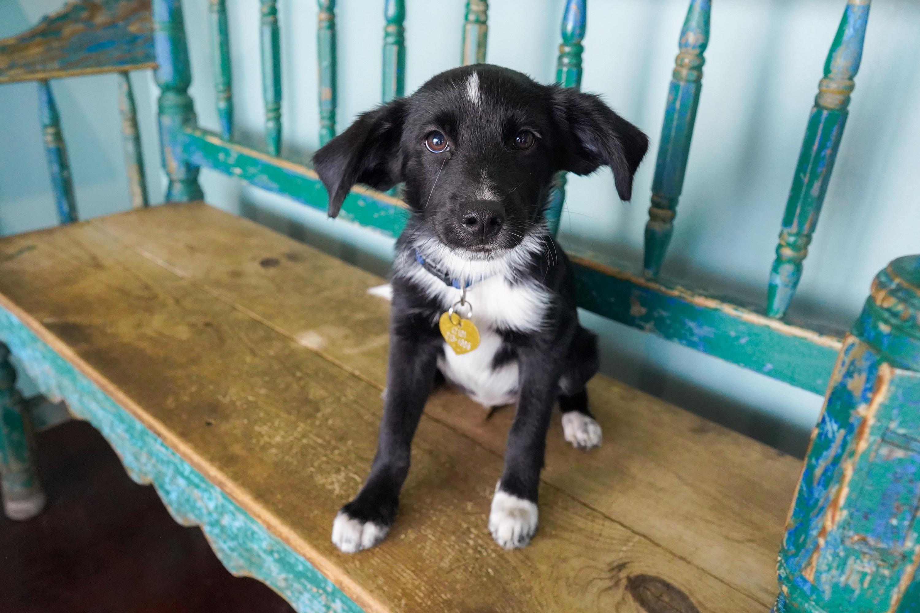 Enlarge Orchid, a Adopted mixed breed in San Antonio, TX image 3/3