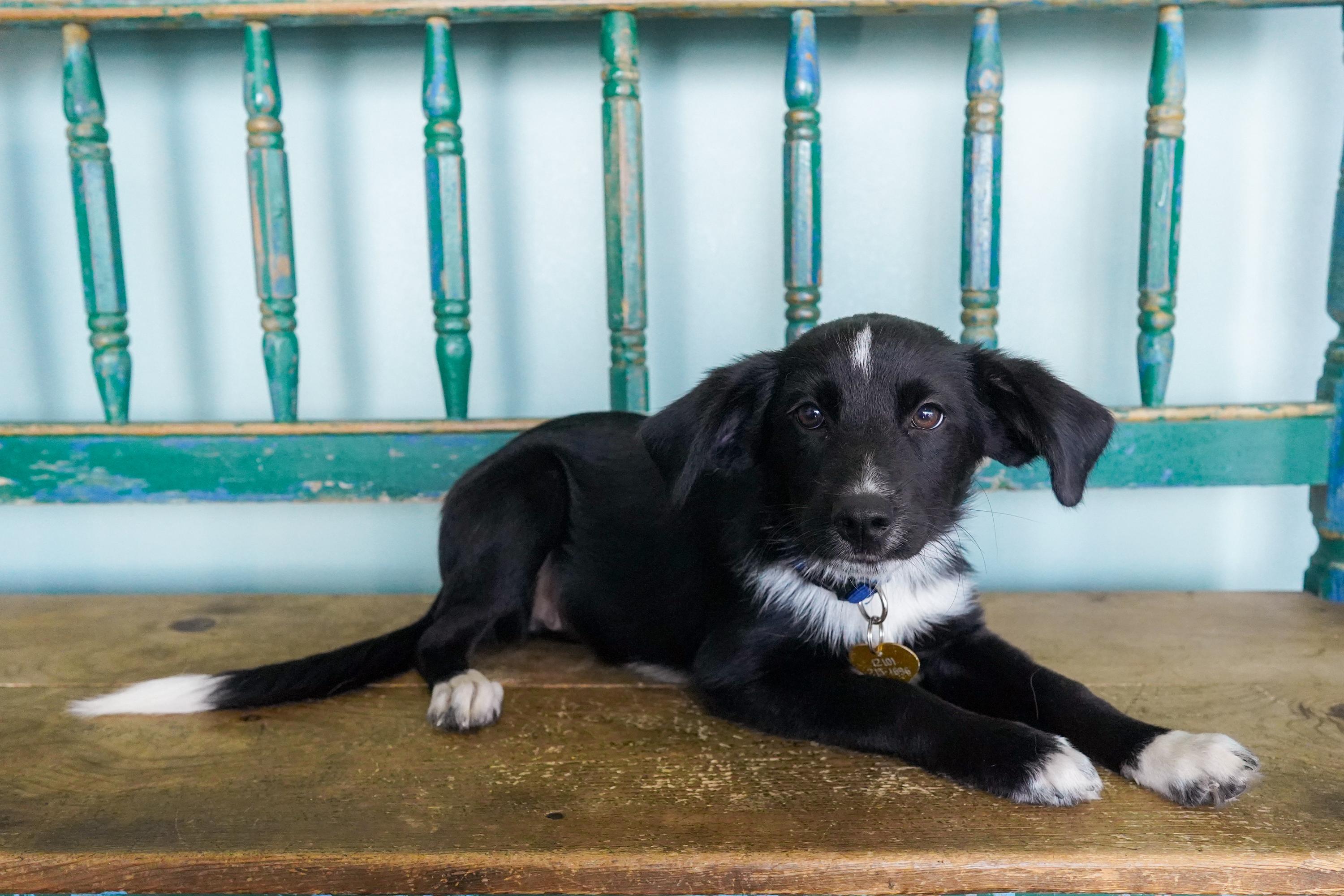 Enlarge Orchid, a Adopted mixed breed in San Antonio, TX image 2/3