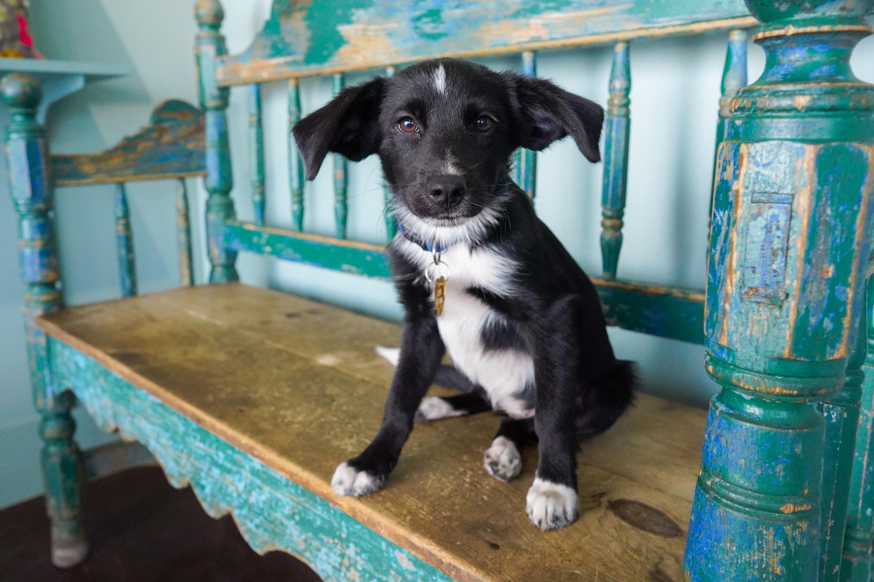 Enlarge Orchid, a Adopted mixed breed in San Antonio, TX image 1/3