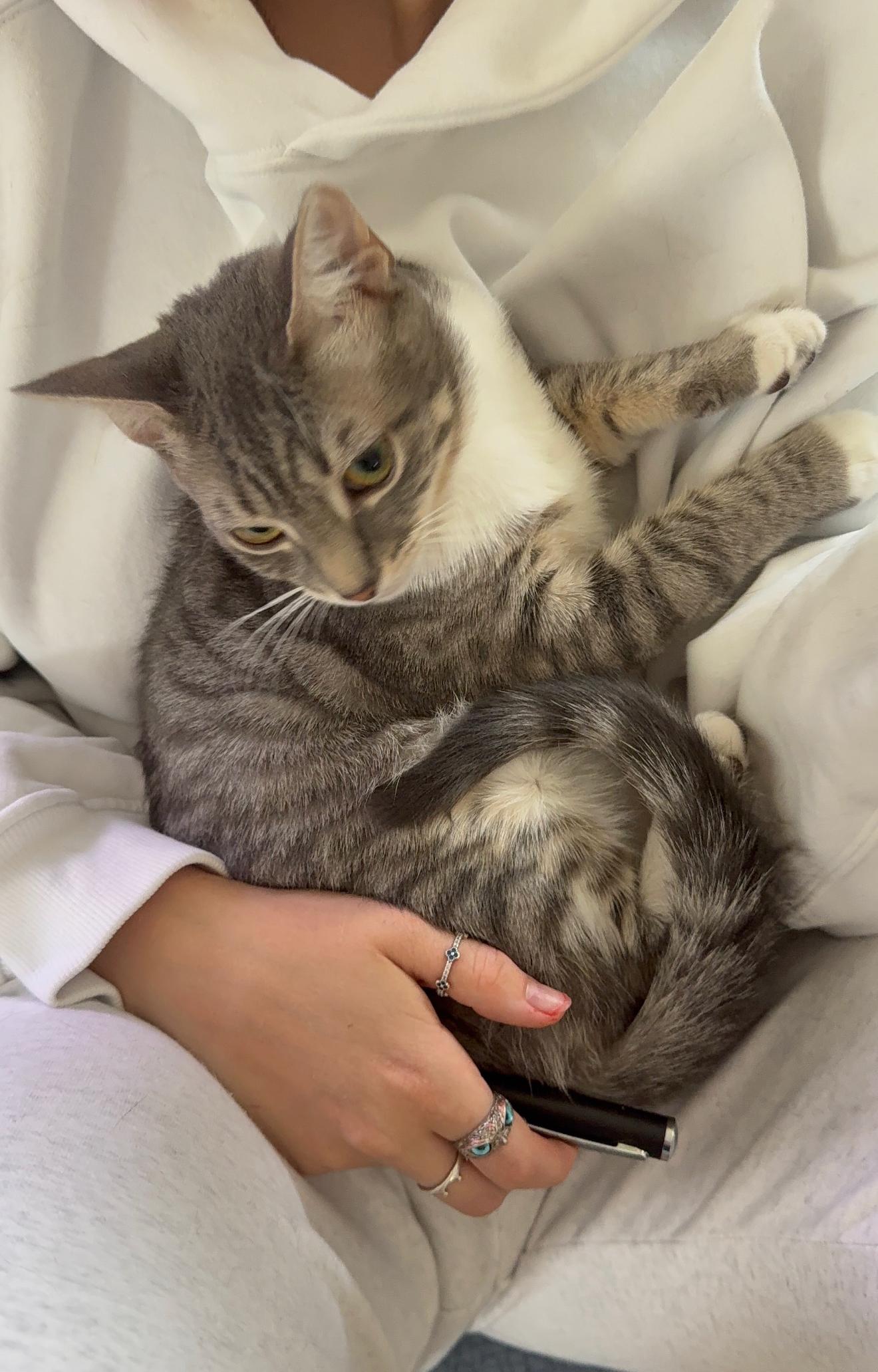 Enlarge Arthur, a Adoptable Domestic Short Hair in Brooklyn , NY image 6/6