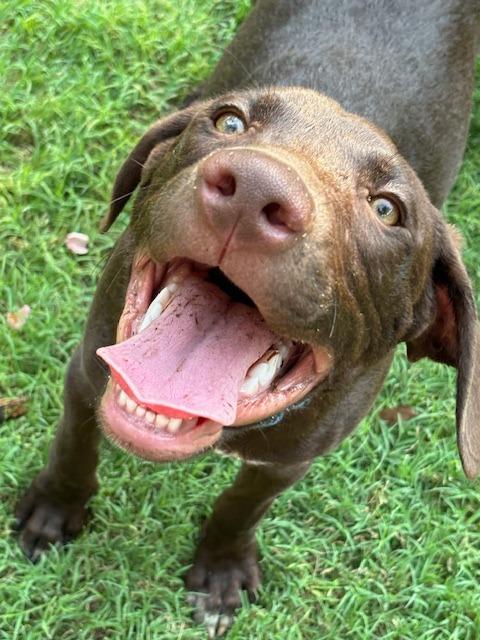 Enlarge Kaiser, a Adoptable Labrador Retriever in Austin, TX image 1/6