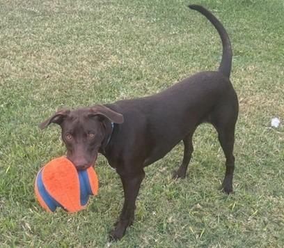 Enlarge Kaiser, a Adoptable Labrador Retriever in Austin, TX image 2/6
