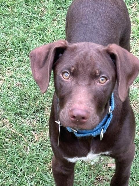 Enlarge Kaiser, a Adoptable Labrador Retriever in Austin, TX image 3/6