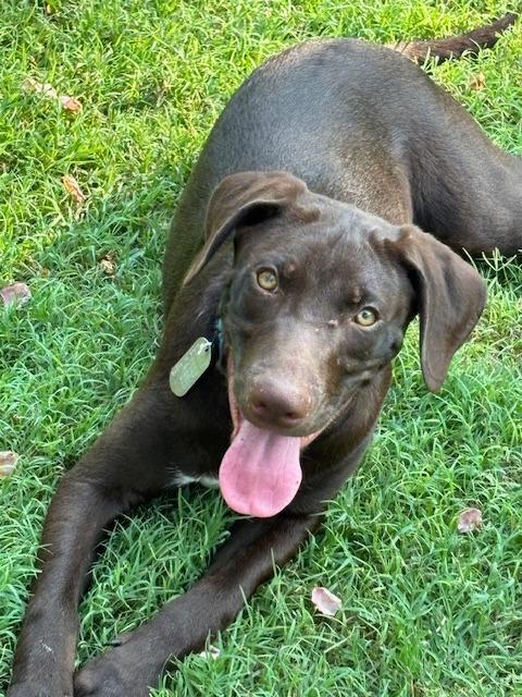 Enlarge Kaiser, a Adoptable Labrador Retriever in Austin, TX image 4/6