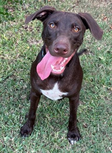 Enlarge Kaiser, a Adoptable Labrador Retriever in Austin, TX image 5/6
