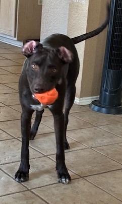 Enlarge Kaiser, a Adoptable Labrador Retriever in Austin, TX image 6/6