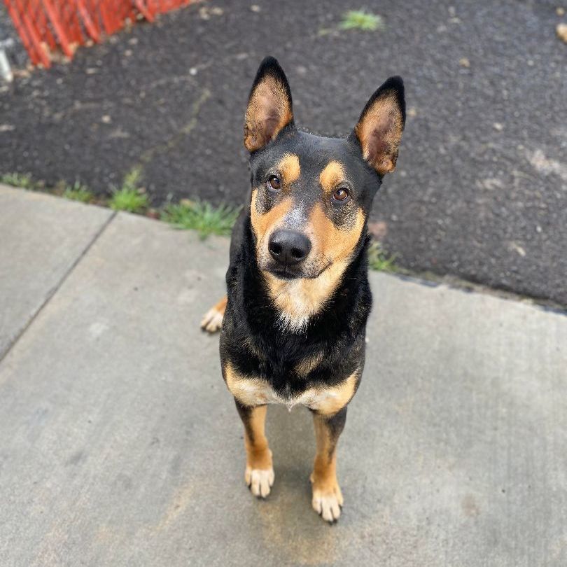 Kenzer , Adopted, Adult Male Cattle Dog & German Shepherd Dog.
