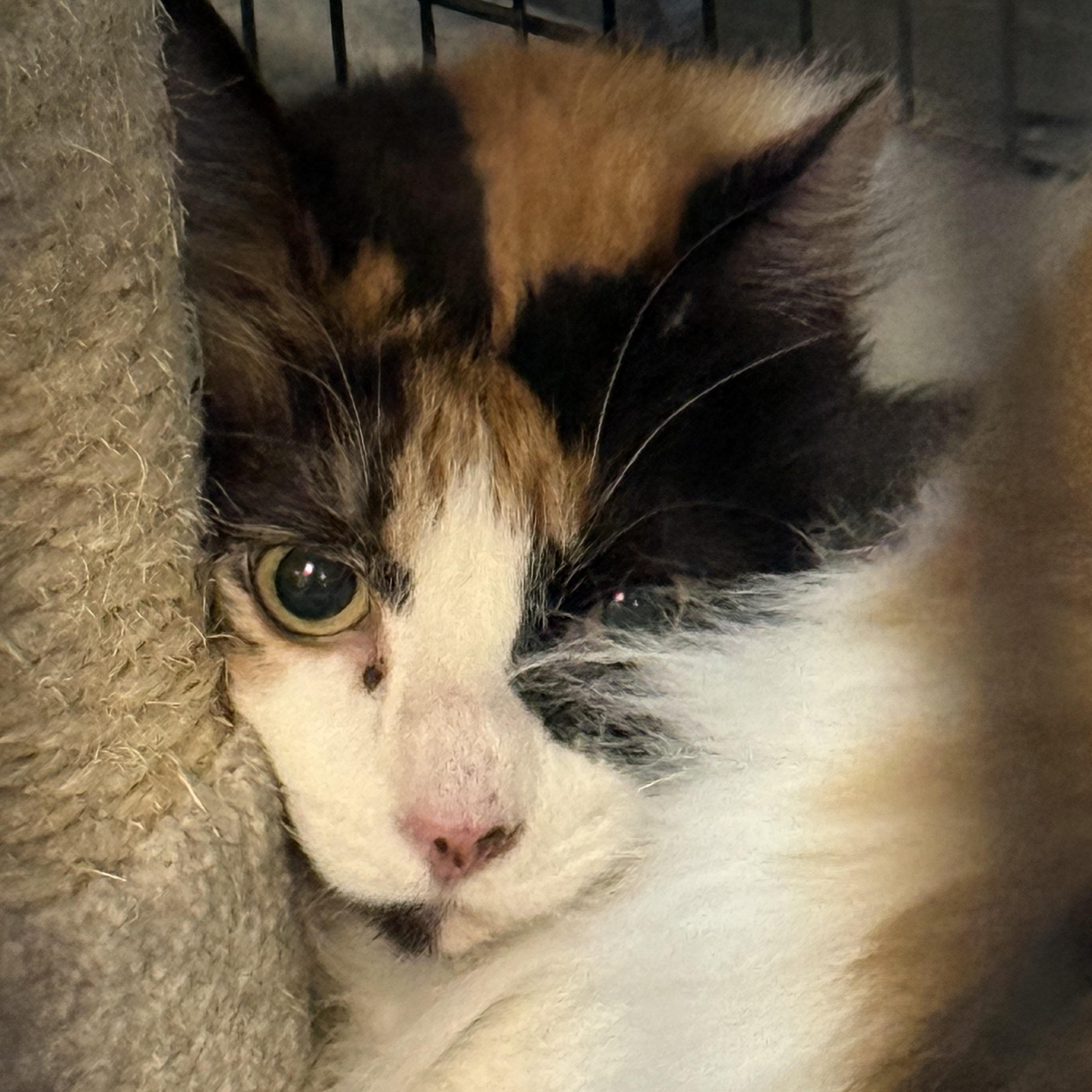 Enlarge Maggie, an adopted Calico in Plymouth, MA image 1/1