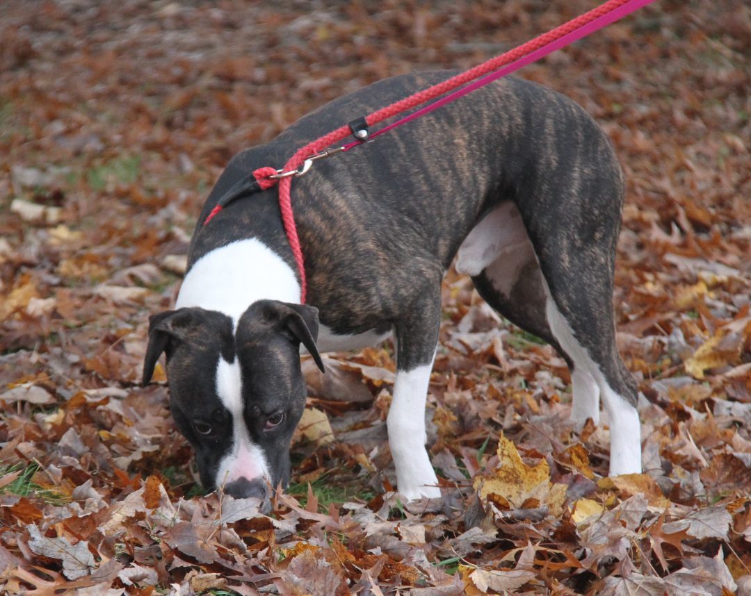 Spice (Neutered), Adoptable, Adult Male Pit Bull Terrier & Boxer.