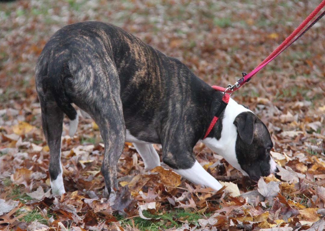 Spice (Neutered), Adoptable, Adult Male Pit Bull Terrier & Boxer.