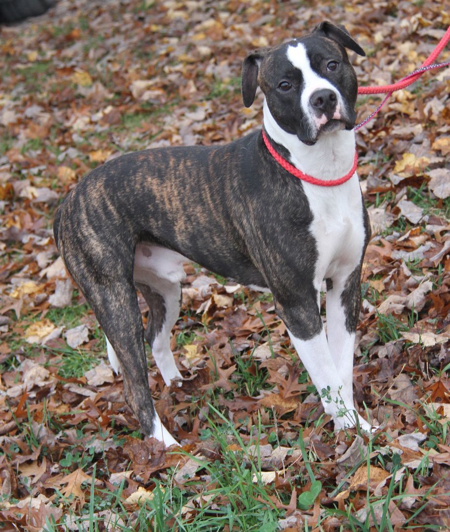 Spice (Neutered), a Adoptable mixed breed in Marietta, OH image 4/6