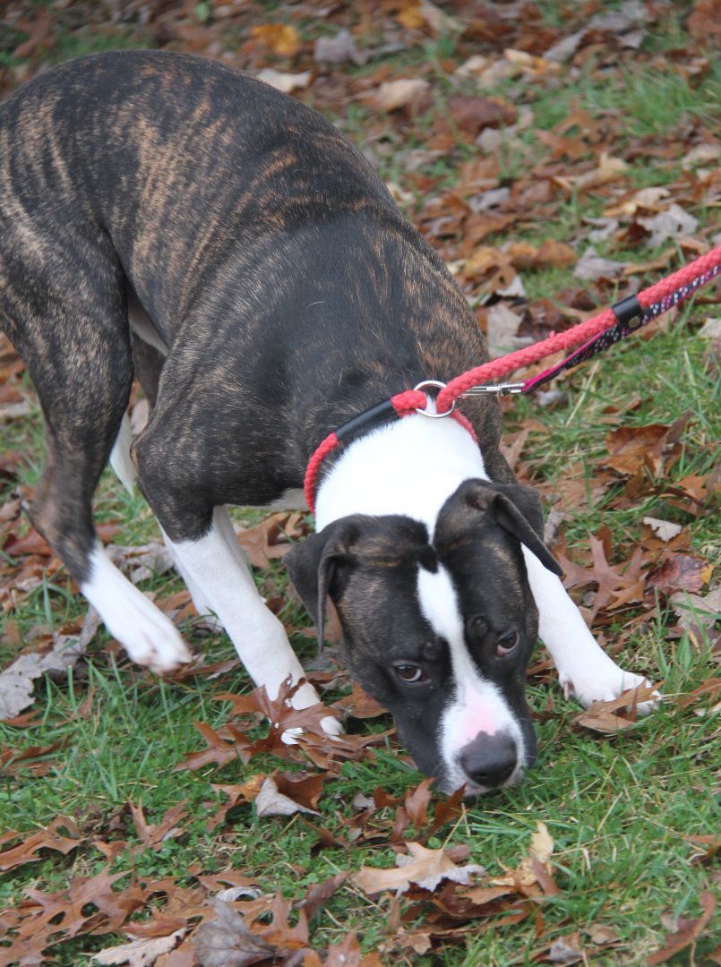 Spice (Neutered), a Adoptable mixed breed in Marietta, OH image 5/6