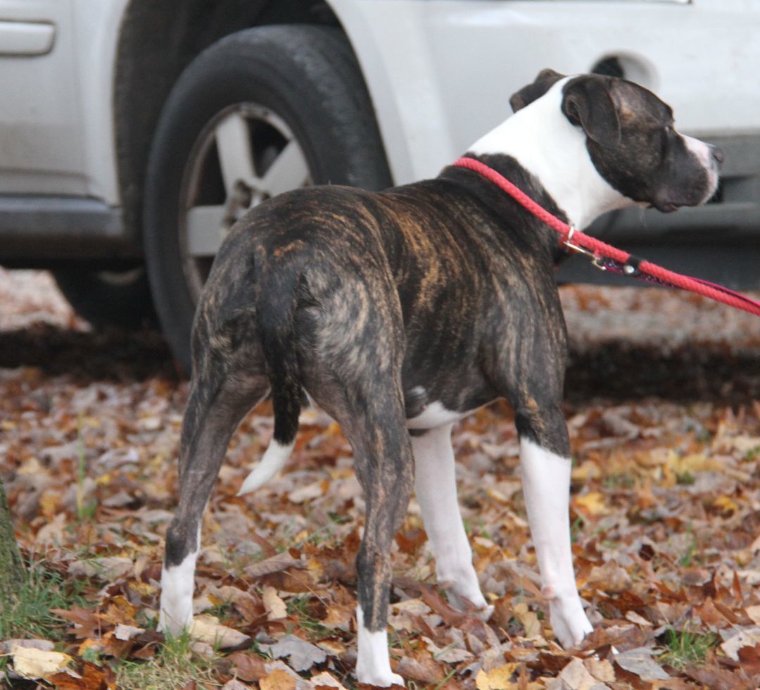 Spice (Neutered), a Adoptable mixed breed in Marietta, OH image 6/6