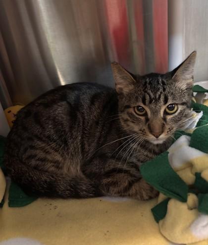 Enlarge Simon, a Adoptable mixed breed in Pleasanton, CA image 1/3