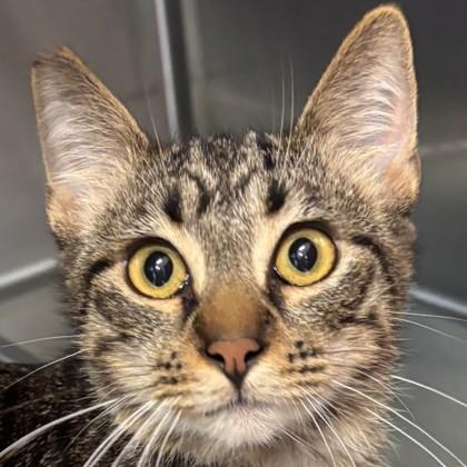 Enlarge Simon, a Adoptable mixed breed in Pleasanton, CA image 2/3