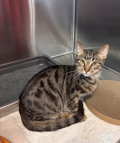 Enlarge Simon, a Adoptable mixed breed in Pleasanton, CA image 3/3