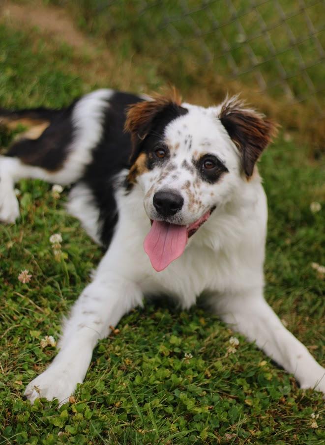 Baker, a Adoptable mixed breed in Battle Creek, MI image 2/6