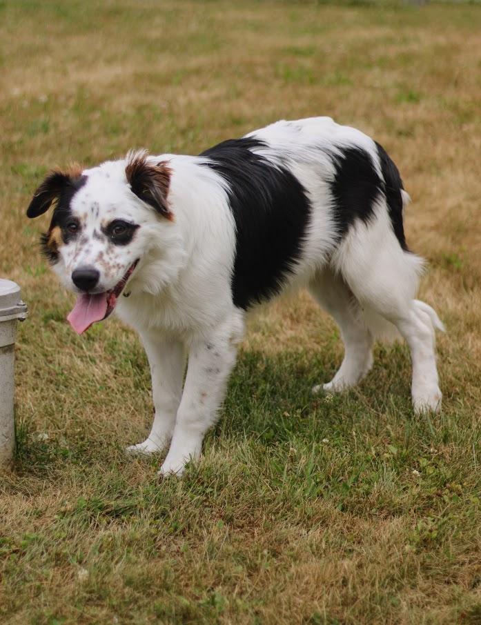 Baker, a Adoptable mixed breed in Battle Creek, MI image 5/6