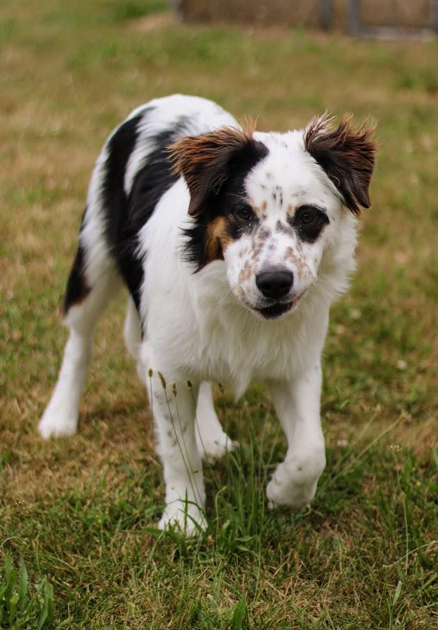 Baker, a Adoptable mixed breed in Battle Creek, MI image 6/6