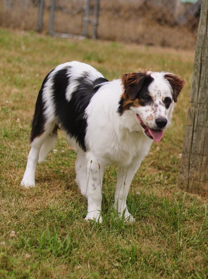 Baker, a Adoptable mixed breed in Battle Creek, MI image 3/6