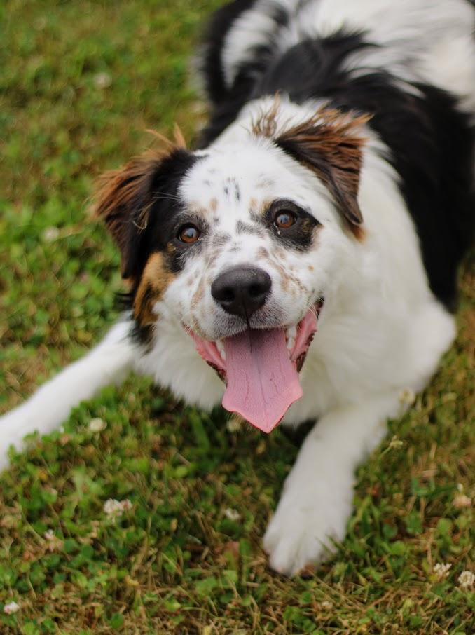 Baker, Adoptable, Puppy Male Australian Cattle Dog / Blue Heeler.