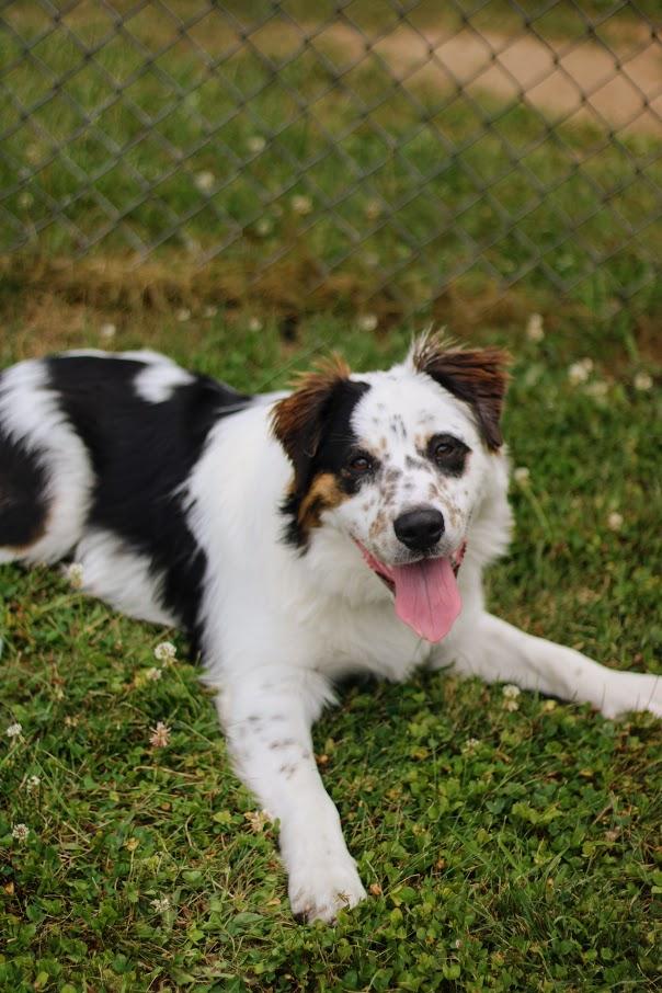 Baker, a Adoptable mixed breed in Battle Creek, MI image 4/6