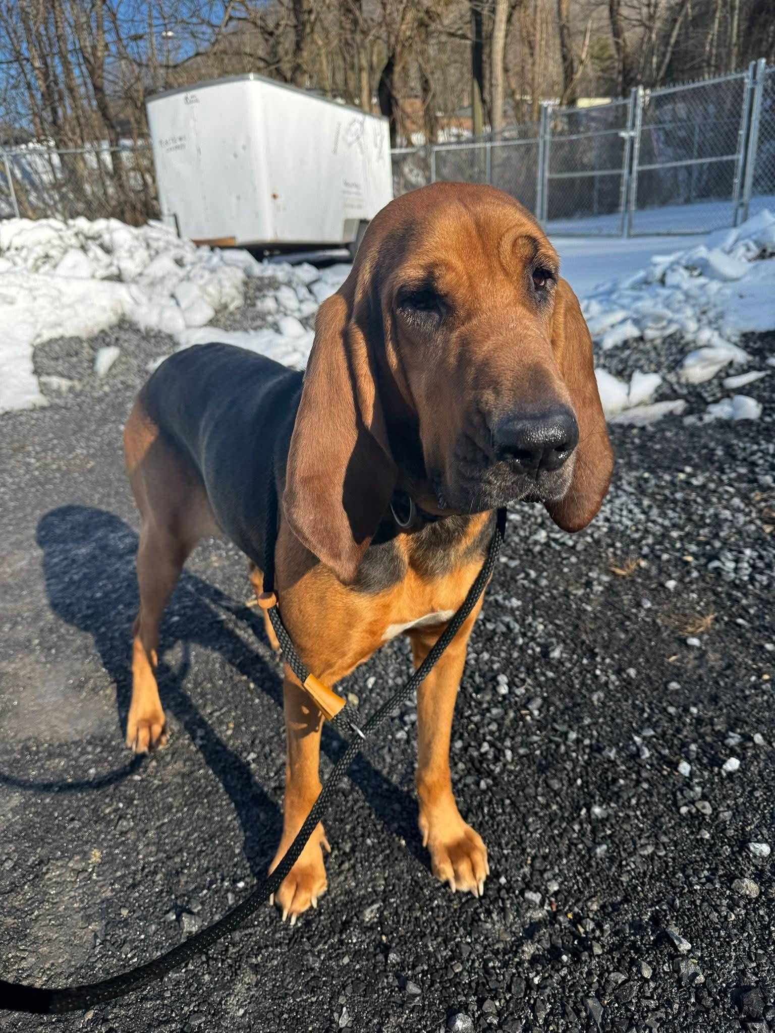 Heidi (3yo, 60lbs), Adopted, Young Female Bloodhound.