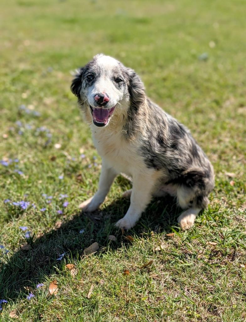 Enlarge Duke, a Adoptable Australian Shepherd in Arlington, TX image 2/4