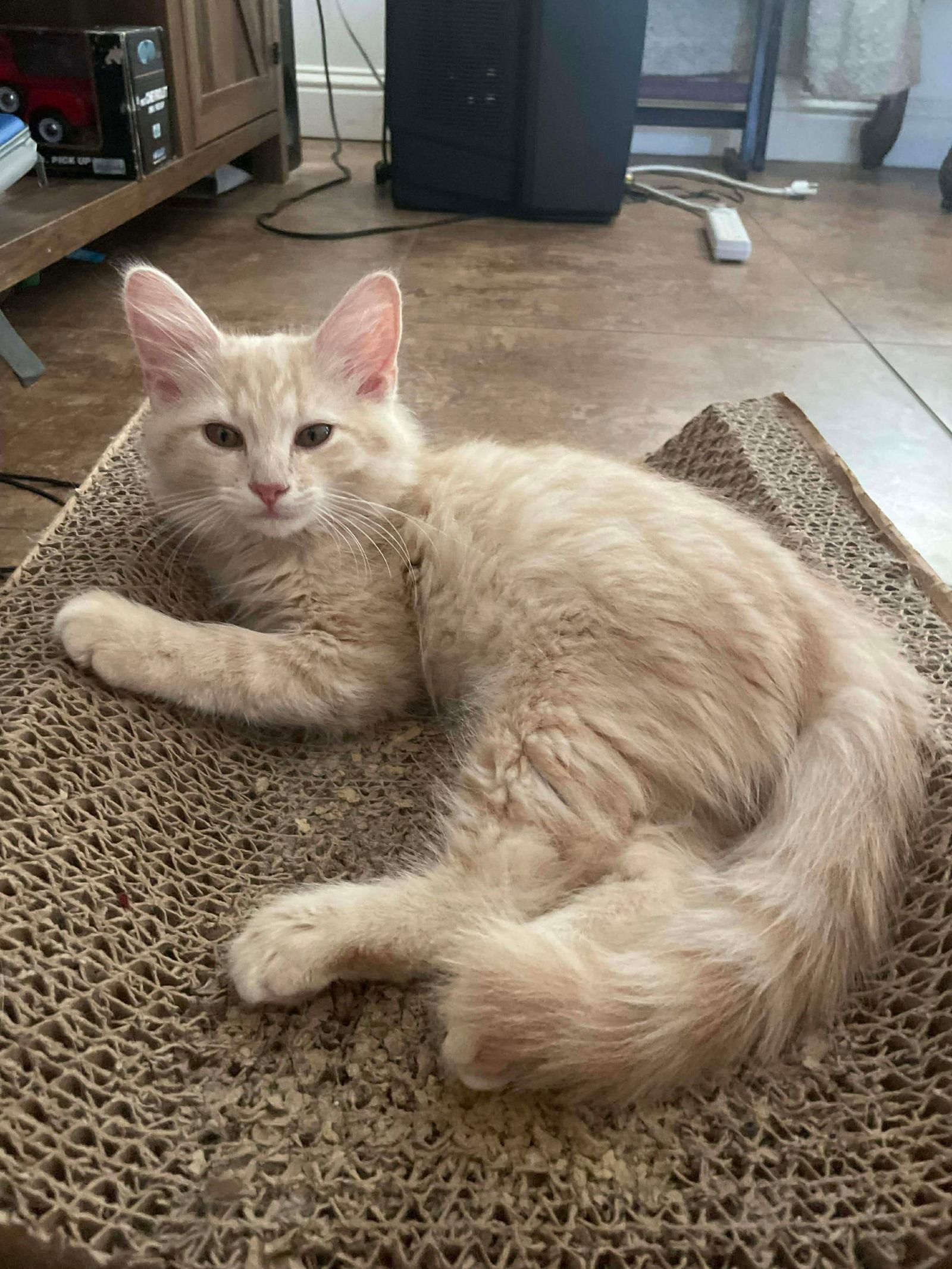 Butterz( AP), Adoptable, Kitten Male Maine Coon & Domestic Long Hair.