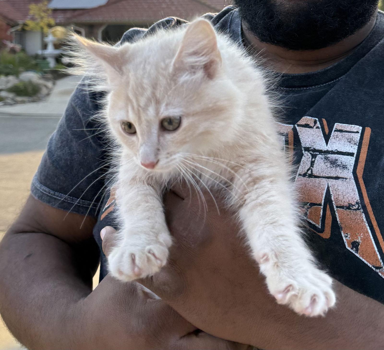 Enlarge Butterz( AP), a Adoptable mixed breed in Vacaville, CA image 2/3