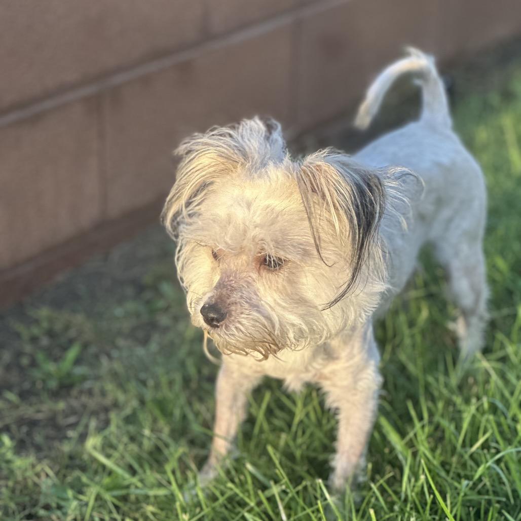 Temu, Adoptable, Adult Male Terrier & Mixed Breed.