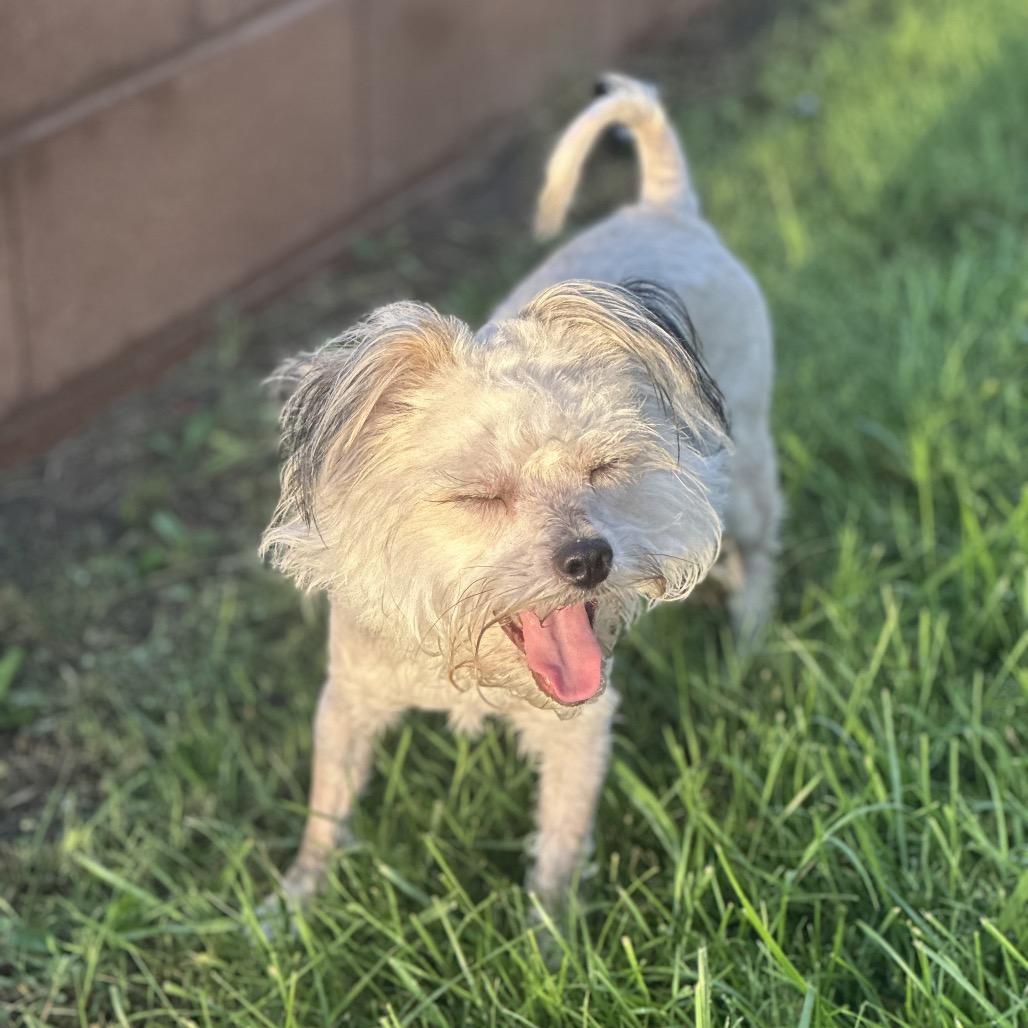 Enlarge Temu, a Adoptable mixed breed in Las Vegas, NV image 2/4