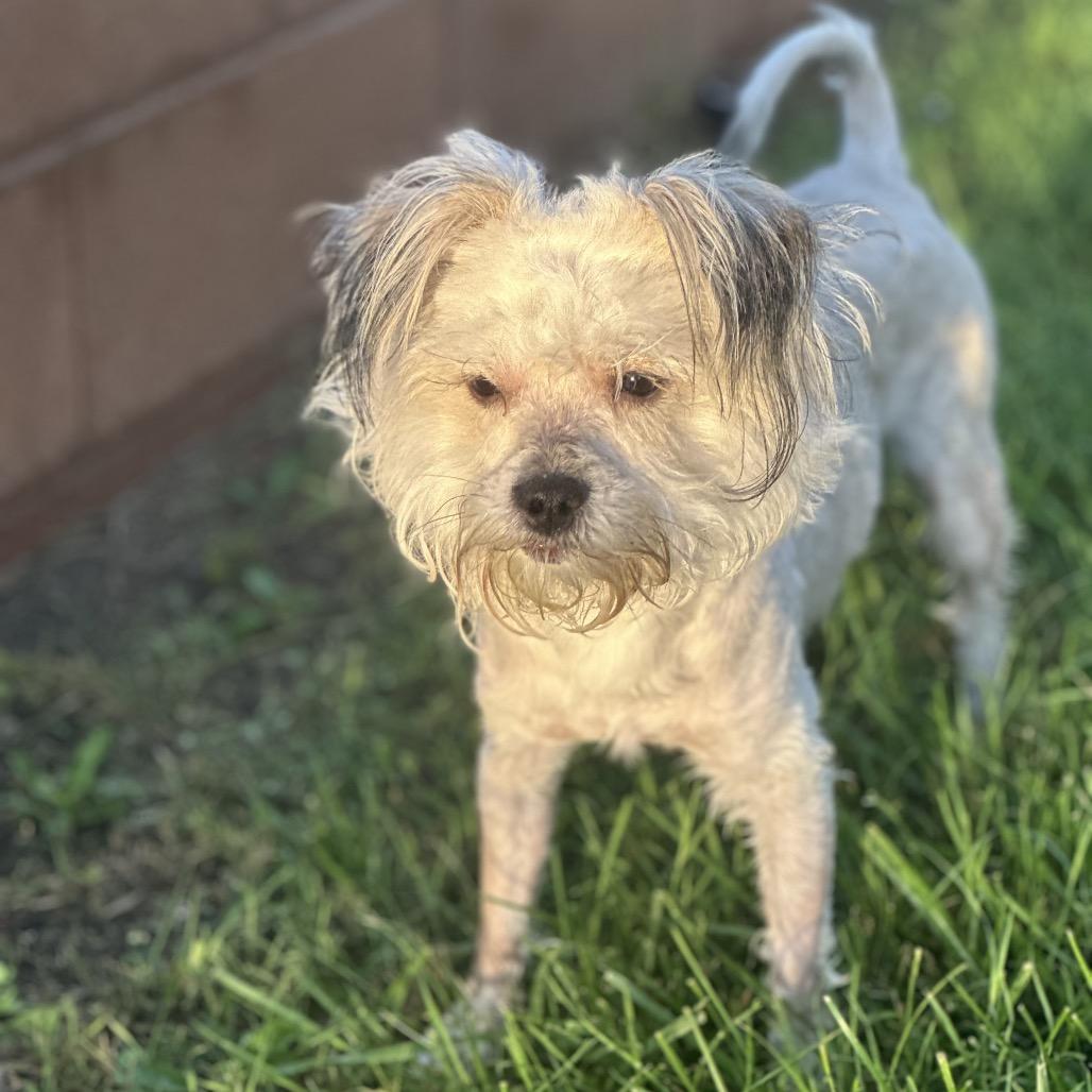 Enlarge Temu, a Adoptable mixed breed in Las Vegas, NV image 3/4