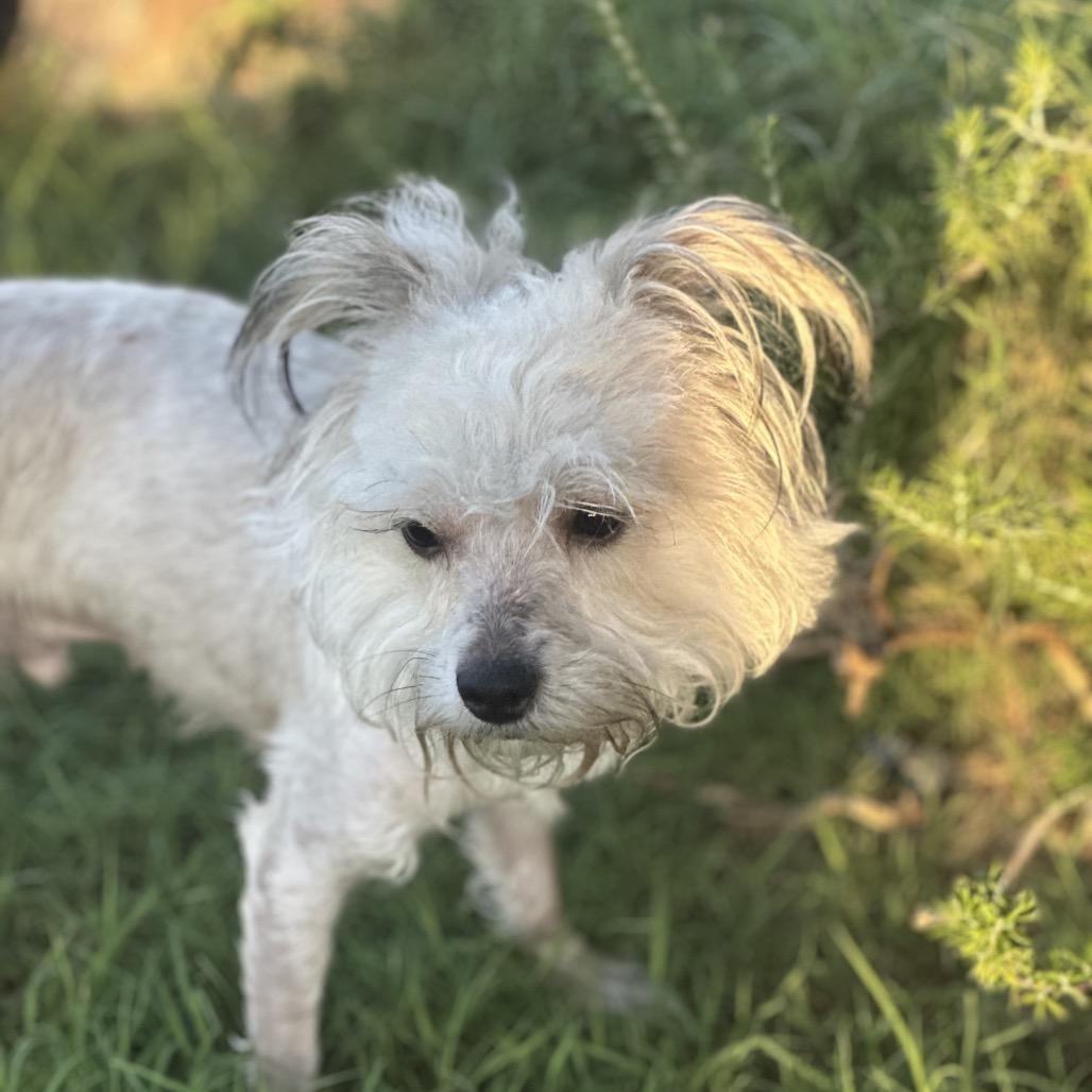 Enlarge Temu, a Adoptable mixed breed in Las Vegas, NV image 4/4