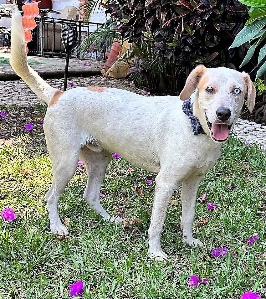 Toby, a Adoptable mixed breed in San Francisco, CA image 2/2