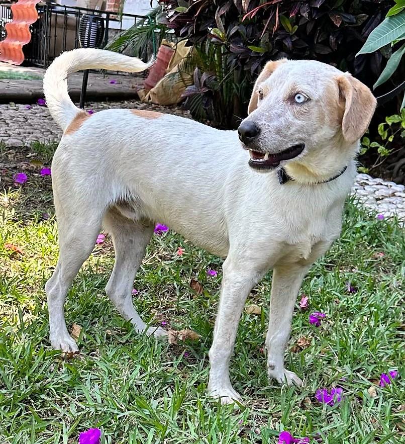 Toby, a Adoptable mixed breed in San Francisco, CA image 1/2