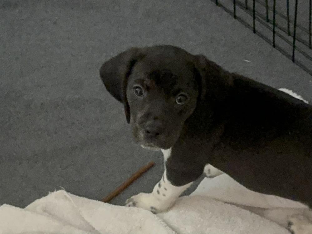 Enlarge Cola - adoption pending, a Adoptable mixed breed in Shawnee Mission, KS image 1/1