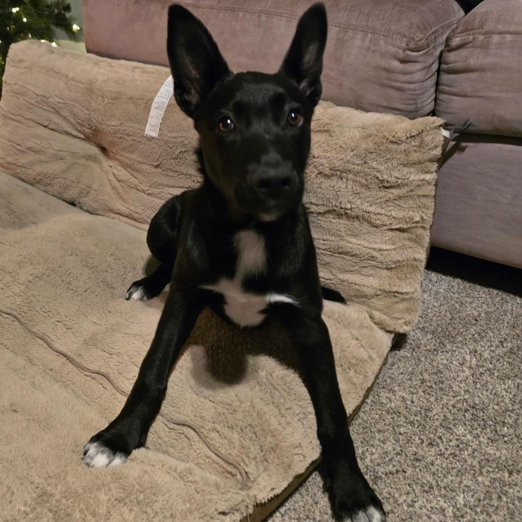 Bella Luna, Adoptable, Puppy Female Border Collie & Black Labrador Retriever.