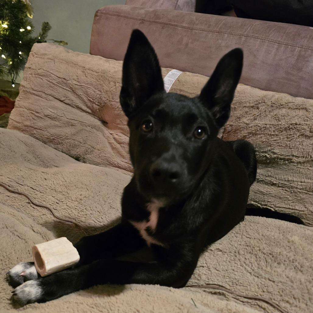 Enlarge Bella Luna, a Adoptable mixed breed image 2/2