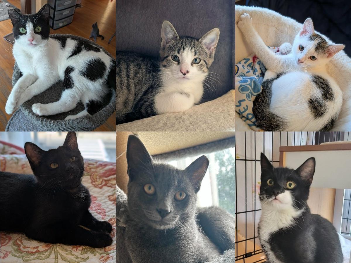Mix & Match Kittens, Adoptable, Kitten Male Domestic Short Hair.