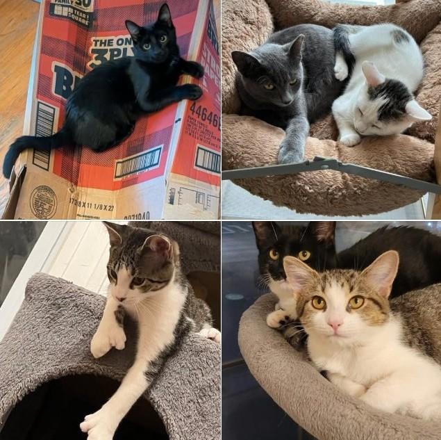 Mix & Match Kittens, Adopted, Kitten Male Domestic Short Hair.