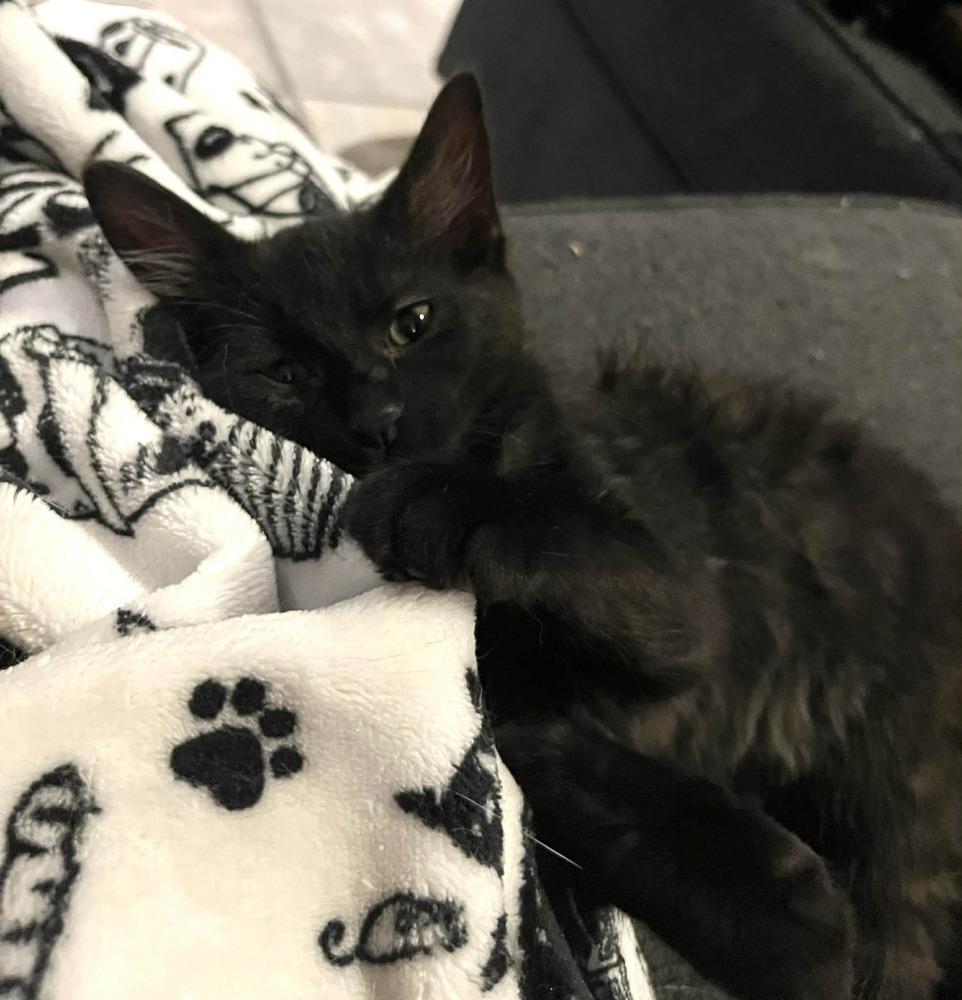 Enlarge Princess, a Adoptable Domestic Short Hair in Bossier City, LA image 1/1