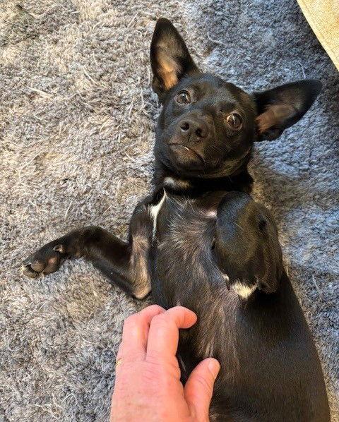 Enlarge Conley TX, a Adopted Chihuahua in Boonton, NJ image 2/3