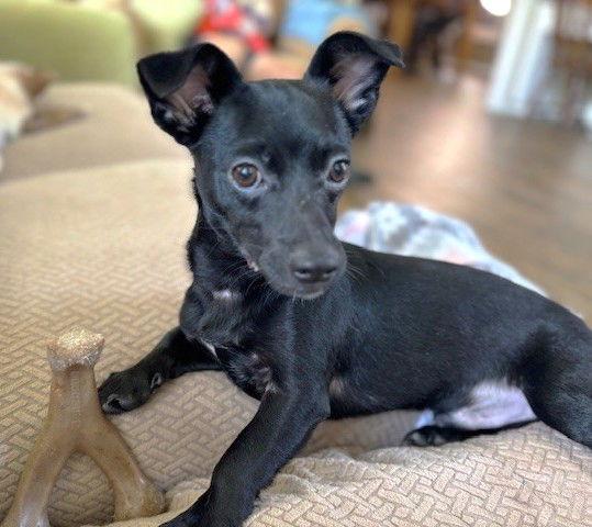 Enlarge Conley TX, a Adopted Chihuahua in Boonton, NJ image 3/3