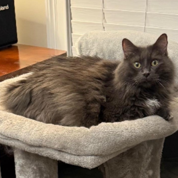Grayson, an adoptable Cymric, Manx in Port Wentworth, GA, 31407 | Photo Image 1