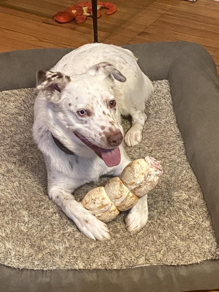 Mumbles, Adoptable, Young Male Australian Shepherd & Australian Cattle Dog / Blue Heeler.